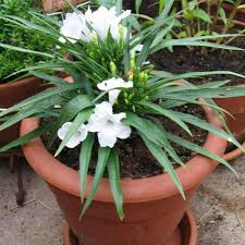 White Petiolata Flower Seeds – Heirloom Non-GMO High Germination Organic Garden Seeds