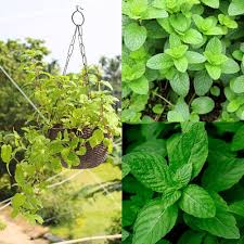 Green Mentha Mint Plant Seeds Heirloom Non-GMO High Germination Organic Garden Seeds for Planting