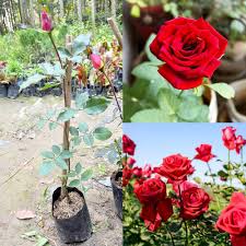 Red Rose Plant Seeds for Planting – Heirloom Non-GMO High Germination Organic Garden Seeds
