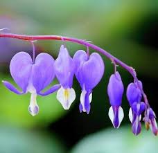 Purple Dicentra Flower Seeds – Heirloom Non-GMO High Germination Seeds