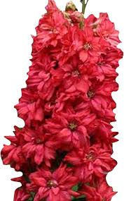 Rote Delphinium-Blumensamen zum Pflanzen – Erbstück, gentechnikfrei, hohe Keimrate Bio-Gartensamen
