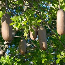 Green Sausage Plant Seeds Heirloom Non-GMO High Germination Organic Garden Seeds for Planting