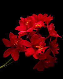 Red Epidendrum Flower Seeds – Heirloom, Non-GMO, High Germination Organic Garden Seeds for Planting