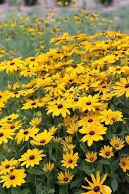 Perennial Rudbeckia Flower Seeds for Planting – Heirloom, Non-GMO, High Germination Organic Garden Seeds