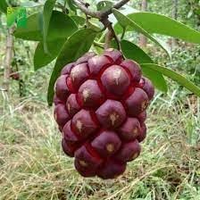 Kadsura Coccinea Fruit Seeds – Heirloom Non-GMO High Germination Organic Garden Seeds for Planting Rare Hardy Climbing Fruit Vine