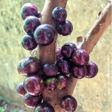 Plinia Jaboticaba Paulista Fruit Seeds for Planting Heirloom Non-GMO High Germination Organic Garden Seeds