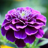 Purple Marigold Flower Seeds – Heirloom, Non-GMO, High Germination Organic Garden Seeds for Planting Seeds for Planting