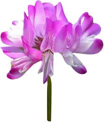Pink White Astragalus Flower Seeds Heirloom Non-GMO High Germination Organic Garden Seeds for Planting