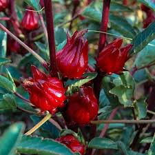 Red Sabdariffa Hibiscus Flower Seeds Heirloom Non-GMO High Germination Organic Garden Seeds for Planting