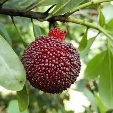 Black Waxberry Seeds – Heirloom Non-GMO High Germination Organic Garden Seeds for Planting