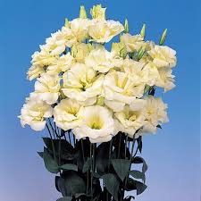 Lisianthus Yellow Flower Seeds – Heirloom Non-GMO High Germination Organic Garden Seeds