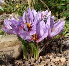 Violet Saffron Flower Seeds for Planting – Heirloom, Non-GMO, High Germination Organic Garden Seeds