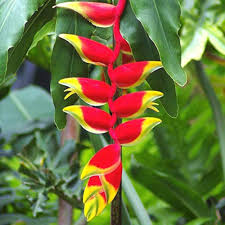 Semillas de flores de heliconia rojas y amarillas – Semillas reliquia no transgénicas de alta germinación