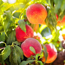 Elberta Peach Fruit Seeds for Planting – Sweet Juicy Non-GMO Heirloom Organic Garden Seeds High Germination for Home Garden