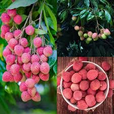 Hak Ip (Black Leaf) Lychee Fruit Seeds for Planting | Heirloom Non-GMO High Germination Organic Garden Seeds