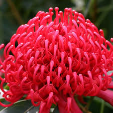 Red Waratah Flower Seeds Heirloom Non-GMO High Germination Organic Garden Seeds for Planting