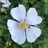 White Rosa Canina Flower Seeds Heirloom Non-GMO High Germination Organic Garden Seeds