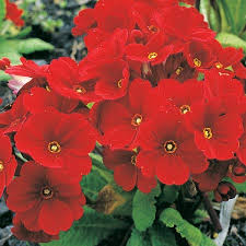 Primula Flower Seeds Red Heirloom Non-GMO High Germination Organic Garden Seeds for Planting