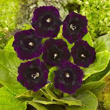 Chocolate Gloxinia Flower Seeds for Planting – Heirloom Non-GMO High Germination Seeds