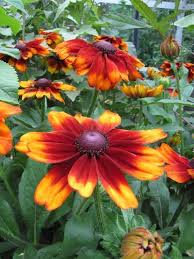 Giant Rudbeckia Orange Flower Seeds for Planting – Heirloom, Non-GMO, High Germination Organic Garden Seeds