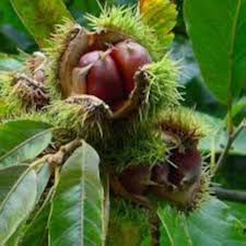 Chestnut Seeds Heirloom Non-GMO High Germination Organic Garden Seeds for Planting
