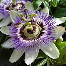 Subpeltata Flower Seeds for Planting – Heirloom, Non-GMO, High Germination Organic Garden Seeds