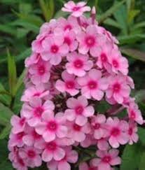 Mixed Phlox Perennial Flower Seeds – Heirloom, Non-GMO, High Germination Organic Garden Seeds