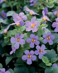 Blue Bacopa Flower Seeds for Planting – Heirloom Non-GMO High Germination Organic Seeds