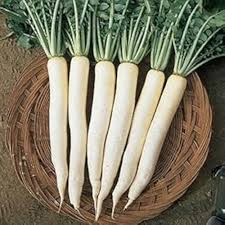 White Radish Seeds – Heirloom Non-GMO High Germination Organic Garden Seeds