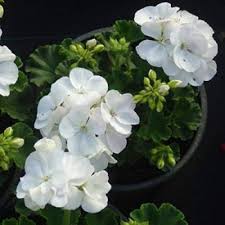 White Pelargonium Flower Seeds – Heirloom, Non-GMO, High Germination Organic Garden Seeds for Planting