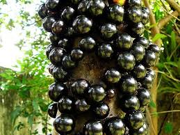 Organic Jabuticaba Seeds – Heirloom, Non-GMO, High Germination Organic Garden Seeds for Planting