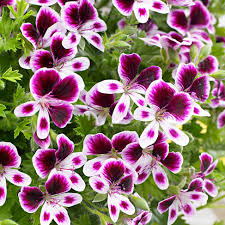 Buy Purple White Geranium Flower Seeds for Planting. Heirloom Non-GMO High Germination Organic Garden Seeds for vibrant ornamental blooms.