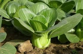 Green Pak Choi Baby Seeds for Planting – Heirloom Non-GMO Organic Bok Choy Seeds, High Germination Vegetable Garden Seeds