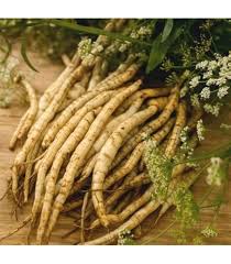 White Skirret Seeds Heirloom Non-GMO High Germination Organic Garden Seeds for Planting