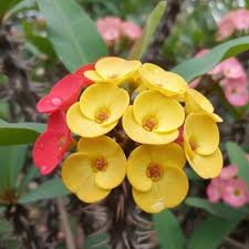 Crown Thorn Flower Seeds Mixed – Heirloom, Non-GMO, High Germination Organic Garden Seeds
