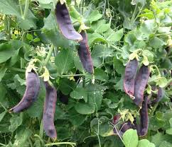 Snow Pea Desiree Purple Pod Seeds – Heirloom, Non-GMO, High Germination Organic Garden Seeds Planting