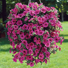 Pink Surfinia Flower Seeds Heirloom Non-GMO High Germination Organic Garden Seeds for Planting