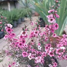 Leptospermum Flower Seeds Pink – Seeds for Planting, Heirloom, Non-GMO, High Germination Organic Garden Seeds