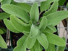 Organic Sage Plant Seeds Heirloom Non-GMO High Germination Organic Garden Seeds