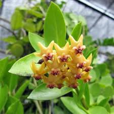 Yellow Hoya Flower Seeds – Heirloom Non-GMO High Germination Organic Garden Seeds