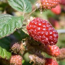 Tayberry Fruit Seed Set for Planting – Heirloom Non-GMO High Germination Organic Garden Seeds Sweet Unique Berries Seeds for Planting