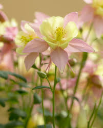 Pink Yellow Aquilegia Flower Seeds – Heirloom, Non-GMO, High Germination Organic Garden Seeds for Planting Seeds for Planting