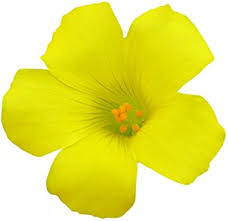 Rare Yellow Oxalis Flower Seeds – Heirloom, Non-GMO, High Germination Seeds
