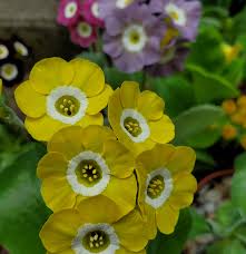 Yellow Primula Auricula Flower Seeds – Heirloom, Non-GMO, High Germination Organic Garden Seeds for Planting.