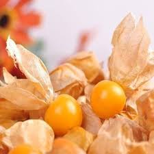 Yellow Alkekengi Seeds Heirloom Non-GMO High Germination Organic Garden Seeds for Planting
