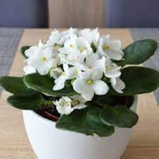 White Saintpaulia Flower Seeds – Heirloom Non-GMO High Germination Organic Garden Seeds