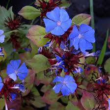 Purple Ceratostigma Plumbaginoides Flower Seeds – Heirloom, Non-GMO, High Germination Organic Garden Seeds for Planting