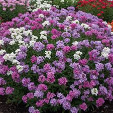 Statice Flower Seeds – Heirloom, Non-GMO, High Germination Organic Garden Seeds