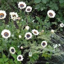 White Black Venidium Flower Seeds – Heirloom Non-GMO High Germination Organic Garden