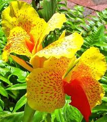 Yellow Red Canna Lily Flower Seeds – Heirloom Non-GMO High Germination Organic Garden Seeds